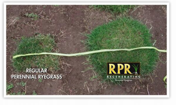 Trawa Barenbrug RPR Bar Power 5kg 250m2 - obrazek 3