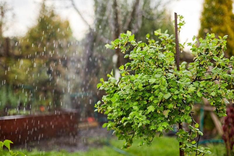 deszczówka ogród system